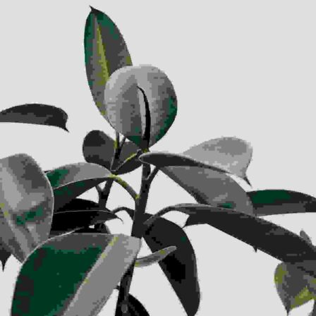 Green leaves